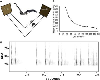 Biosonar discrimination of fine surface textures by echolocating free-tailed bats